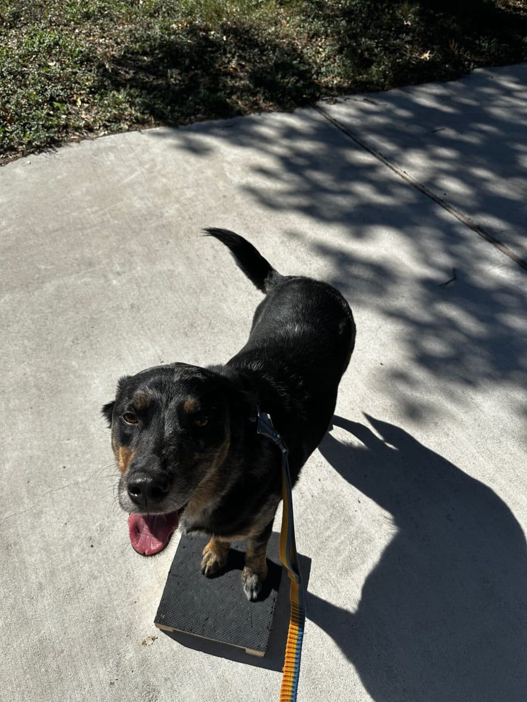 Gideon, a black and tan cattle dog mix, with his front feet on the perch and a happy open mouth